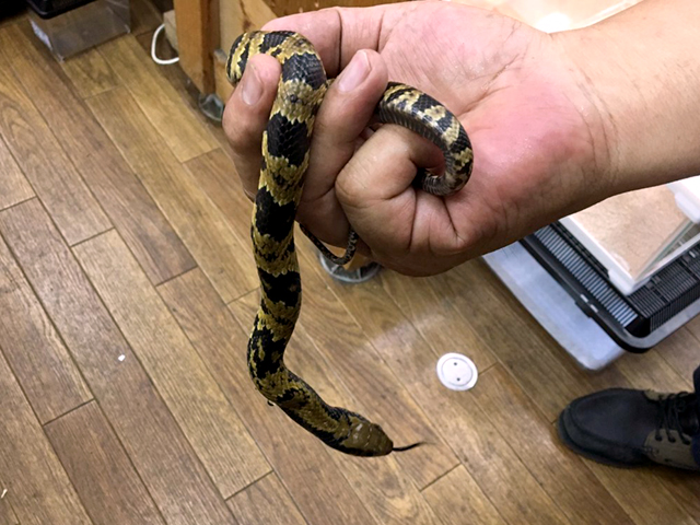 ミズコブラモドキ(5)