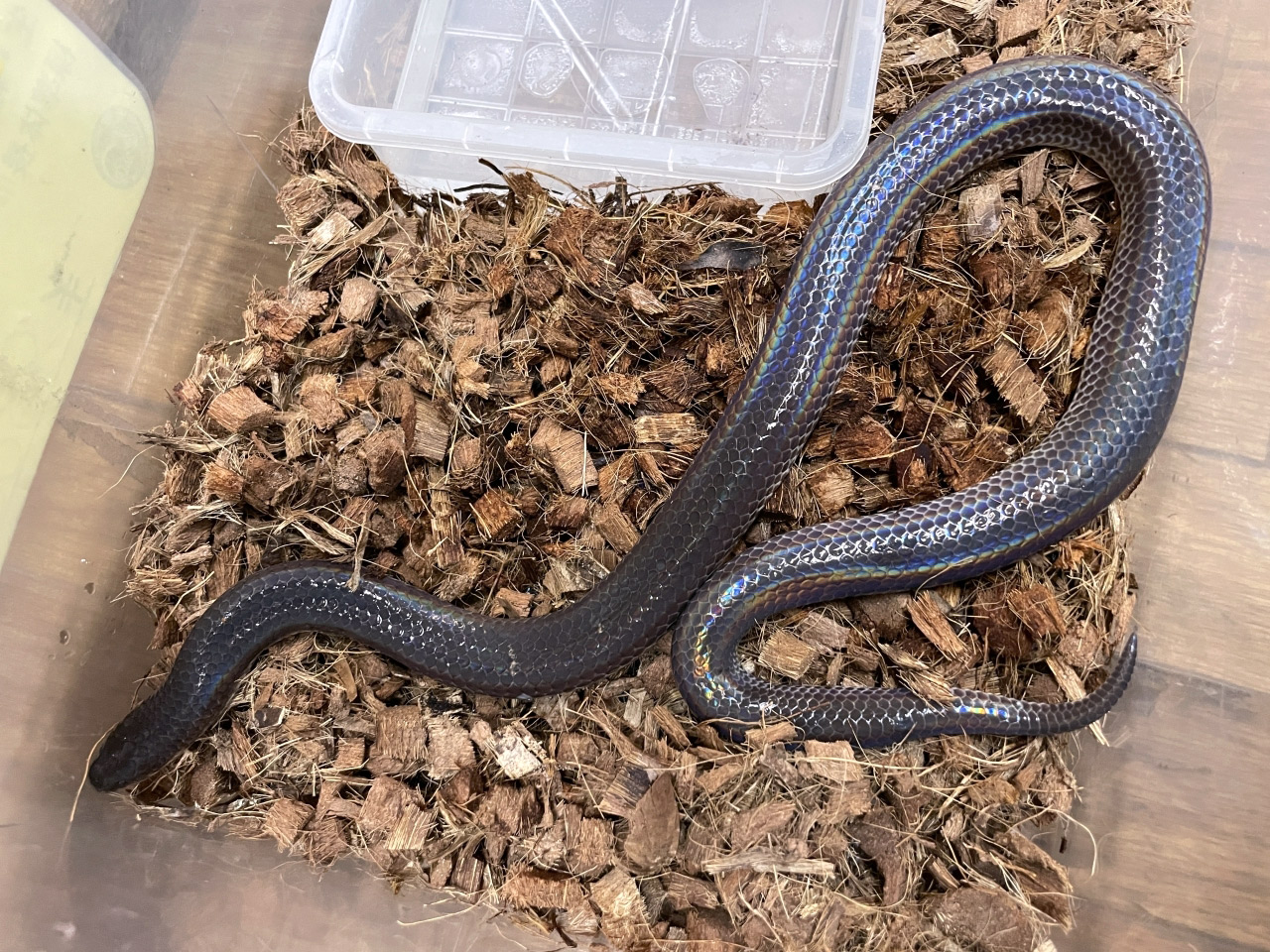 サンビームヘビ(3)