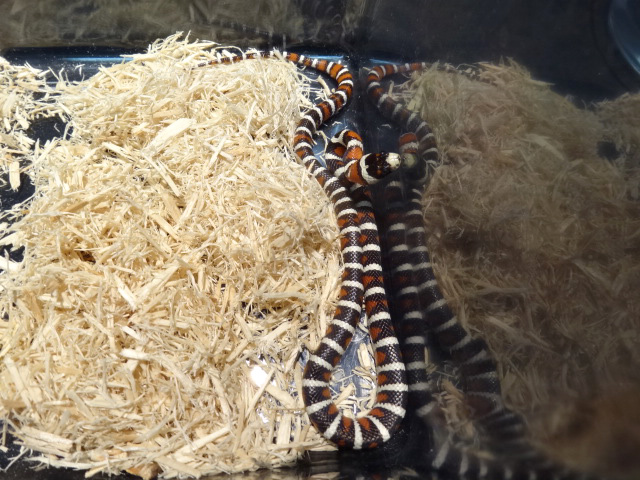 アリゾナマウンテンキングスネーク(5)