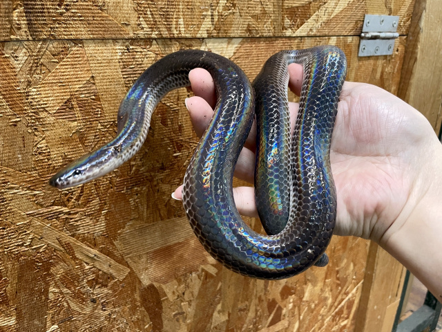 サンビームヘビ