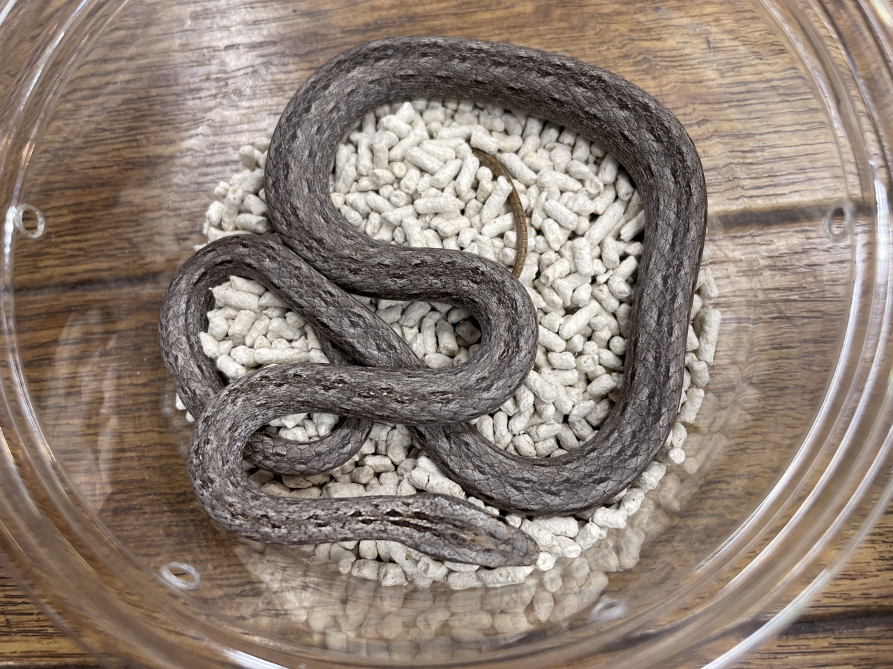 イナズマヘビ(2)