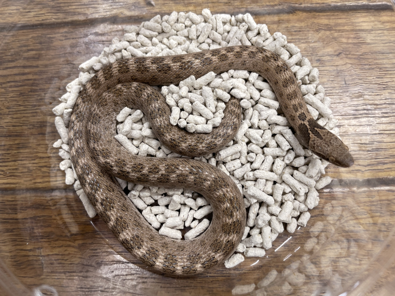 テキサスナイトスネーク(1)