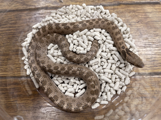 テキサスナイトスネーク