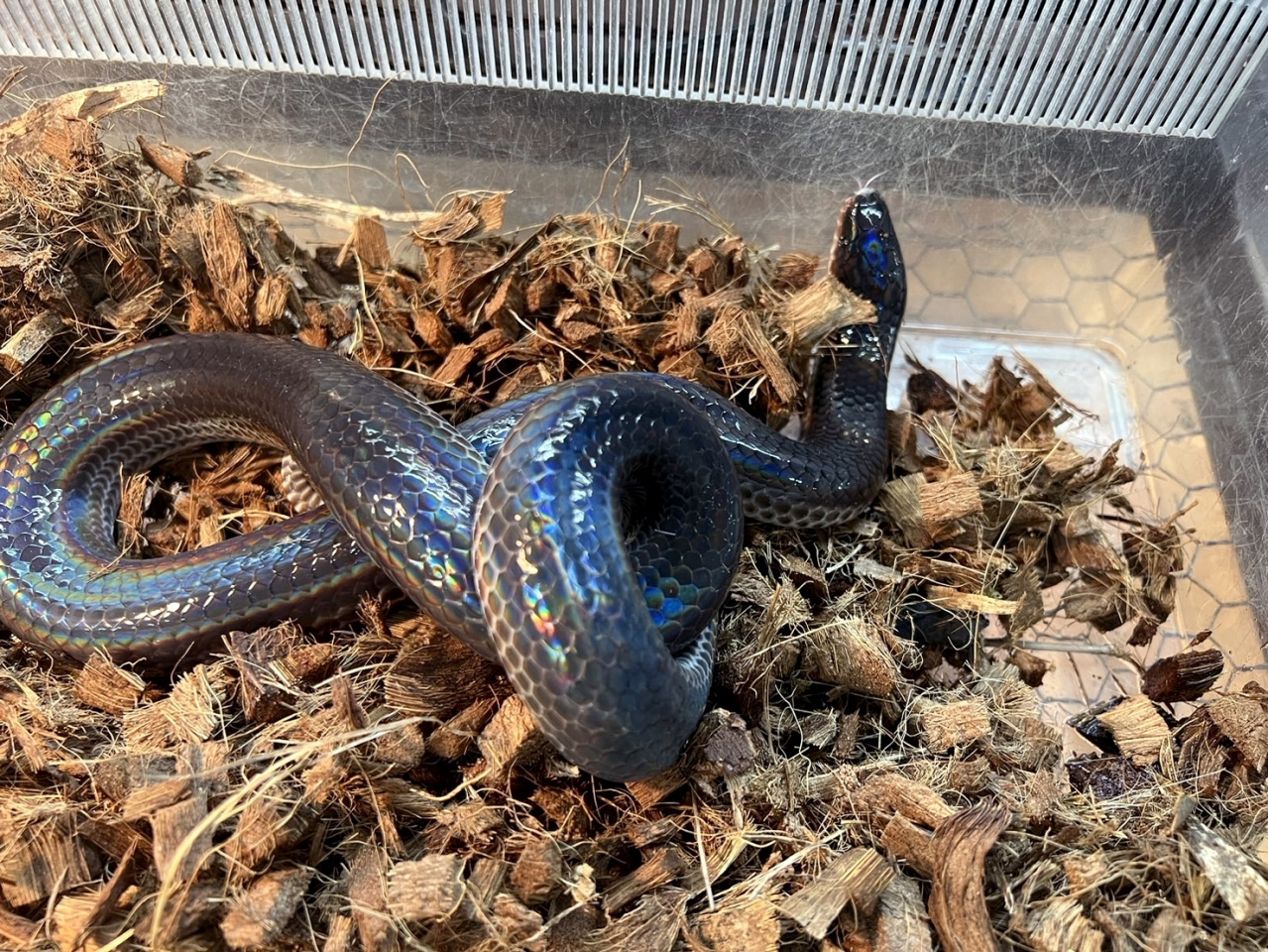 サンビームヘビ(11)