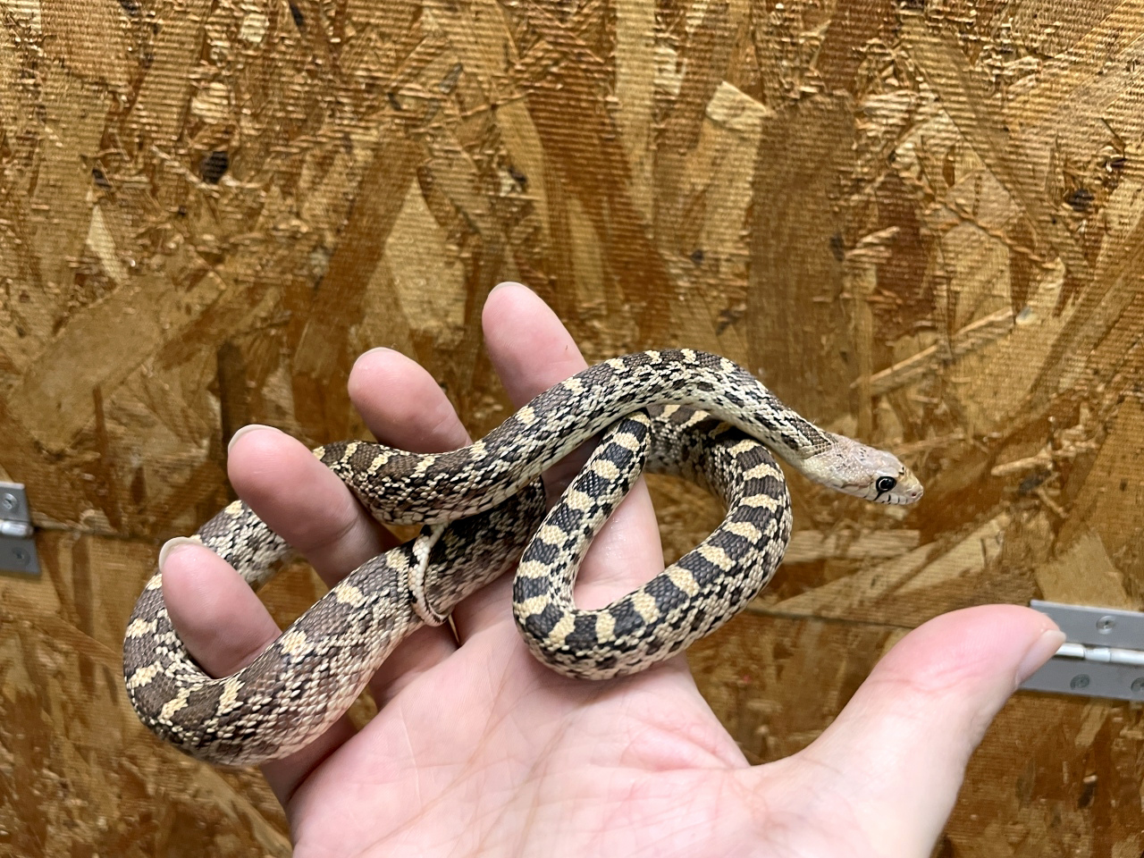 ブルスネーク(5)