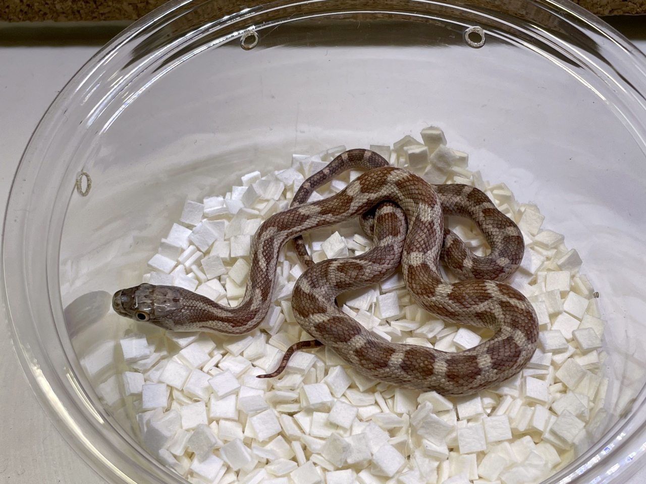 ブラックラットスネーク(4)