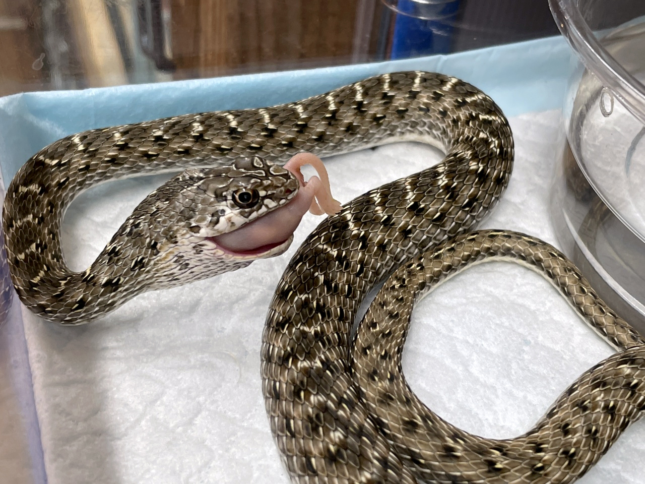 モンペリエヘビ(3)