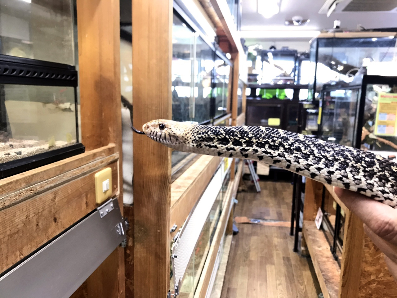 ブルスネーク(3)