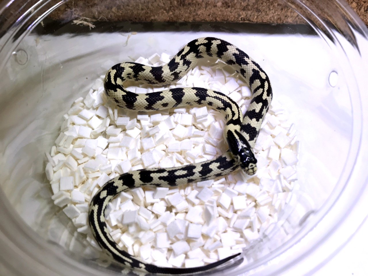 カリフォルニアキングスネーク(3)