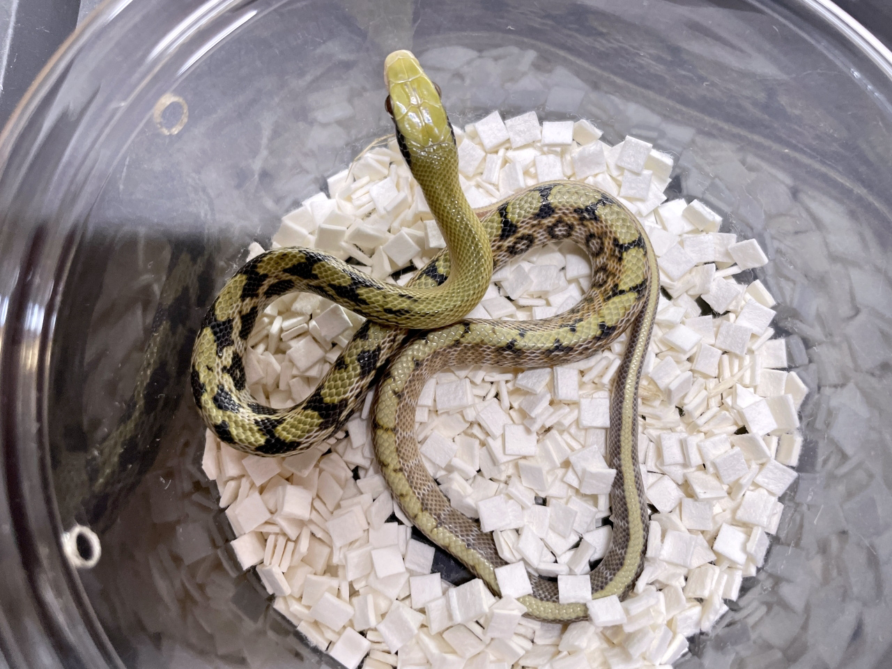 タイリクスジオ(2)