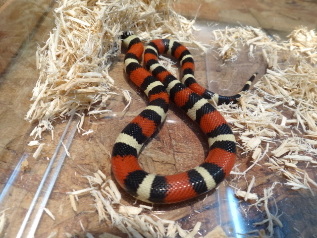 プエブランミルクスネーク(6)