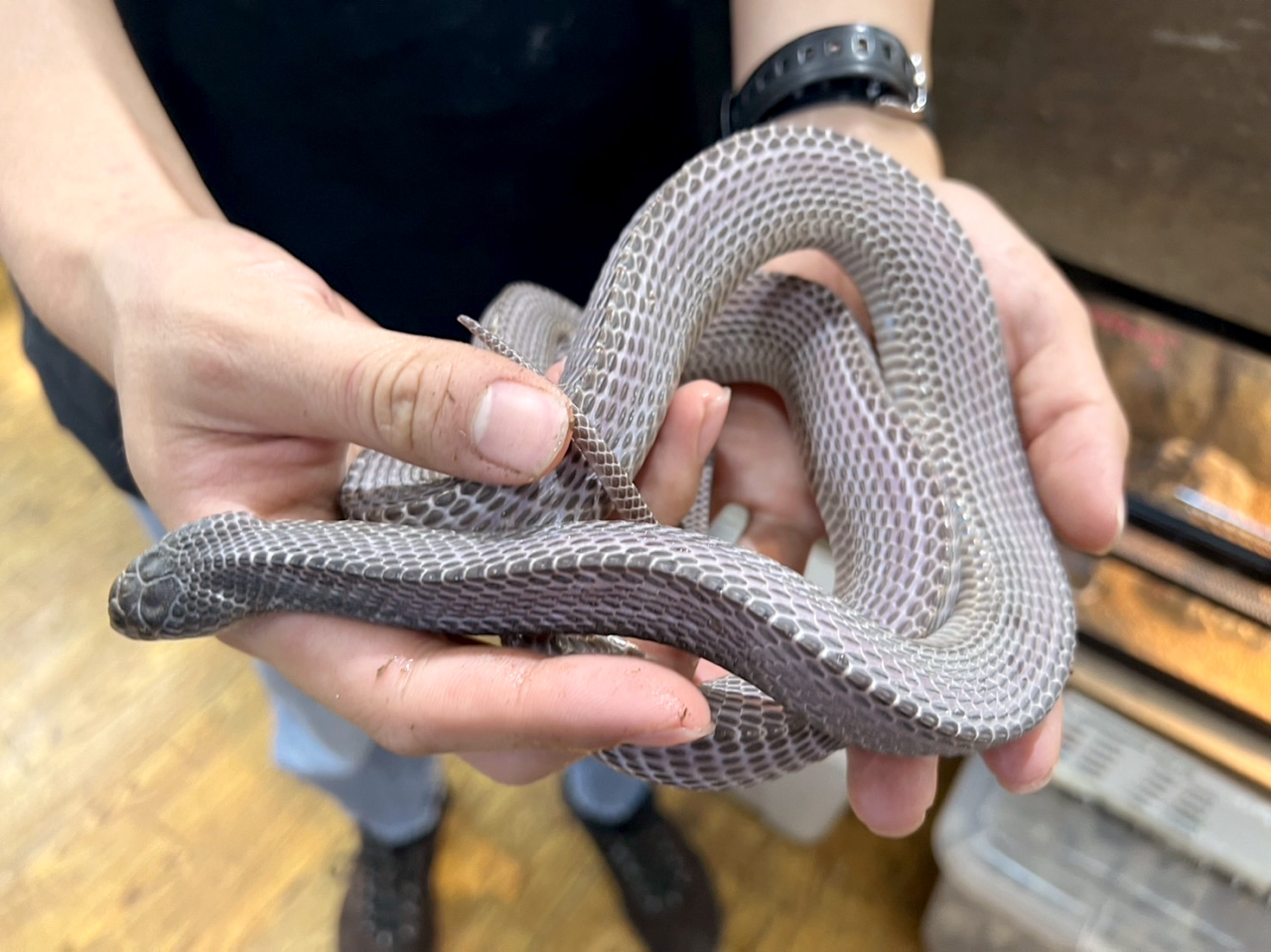 クロスサンカクヘビ(9)