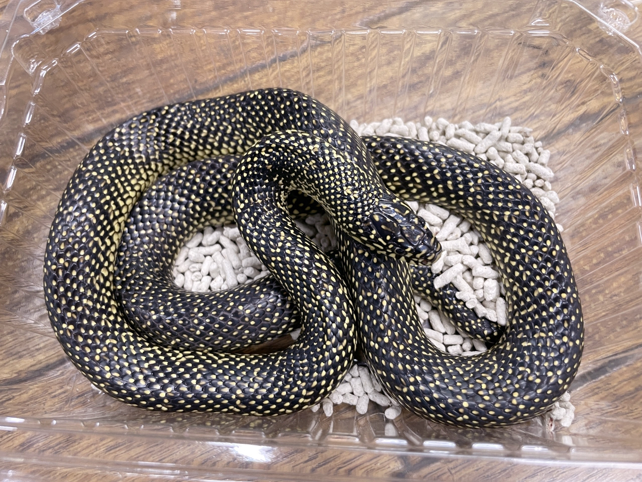 送料無料】動物 爬虫類 両生類 ヘビ ナミヘビ キングスネーク