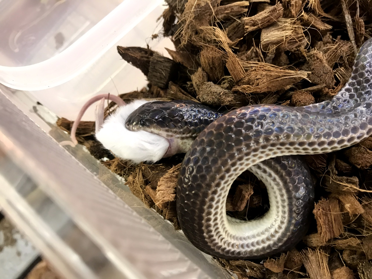 サンビームヘビ(7)