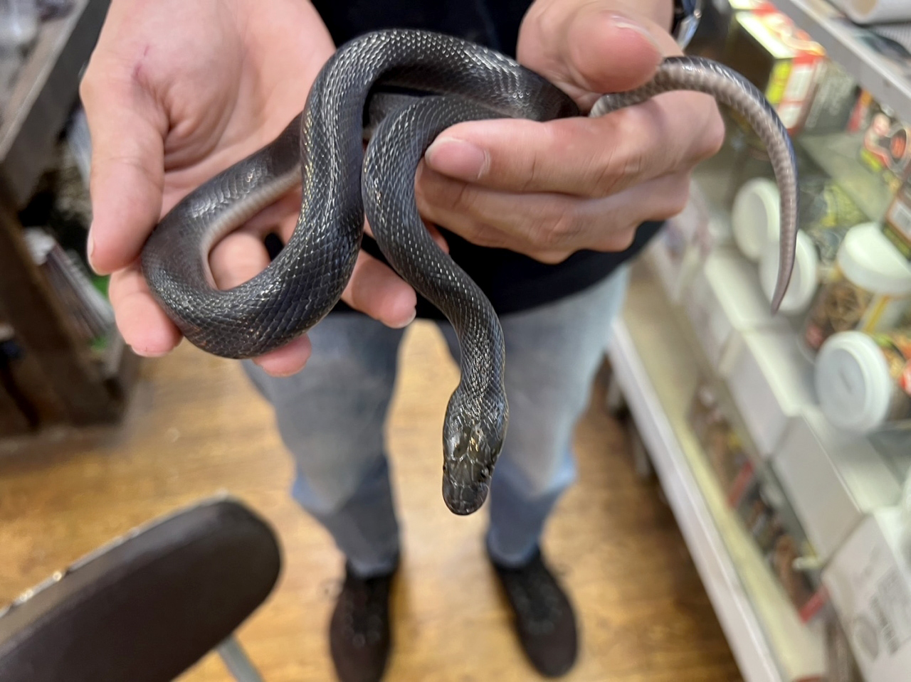 ブラックハウススネーク(12)