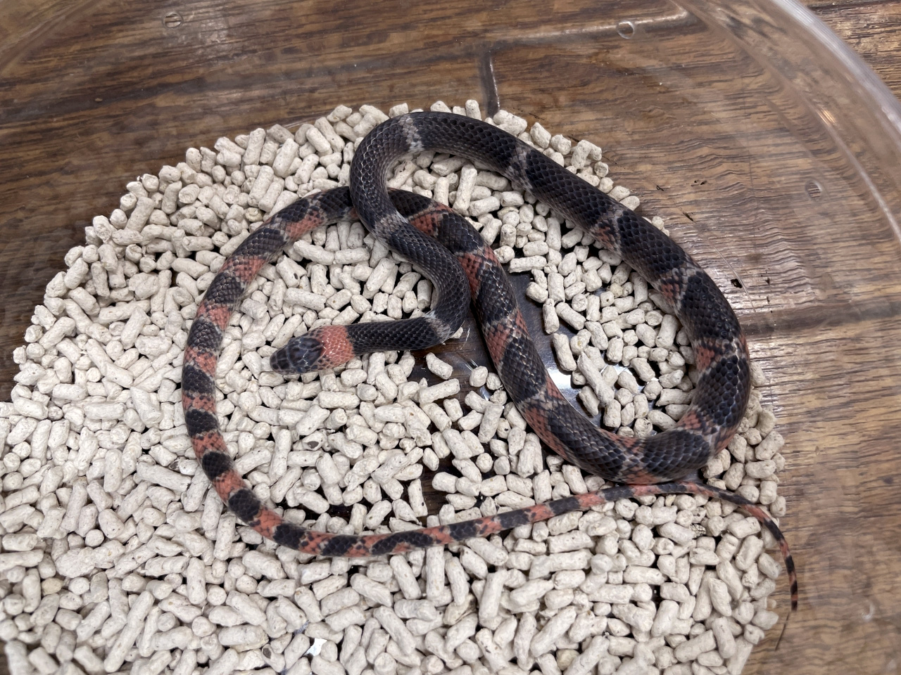 エスタンシアホソヤブヘビ(2)