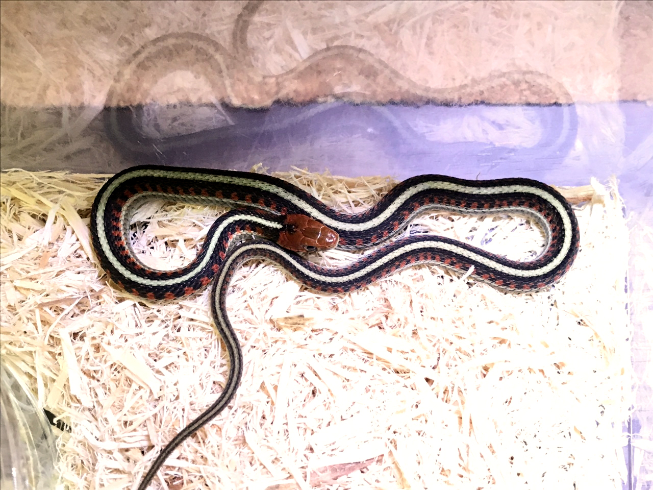 カリフォルニアレッドサイドガータースネーク(1)