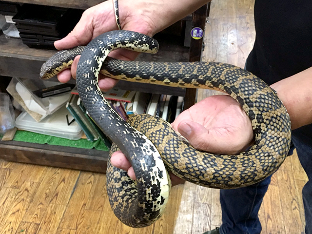 マダガスカルオオブタバナヘビ(5)