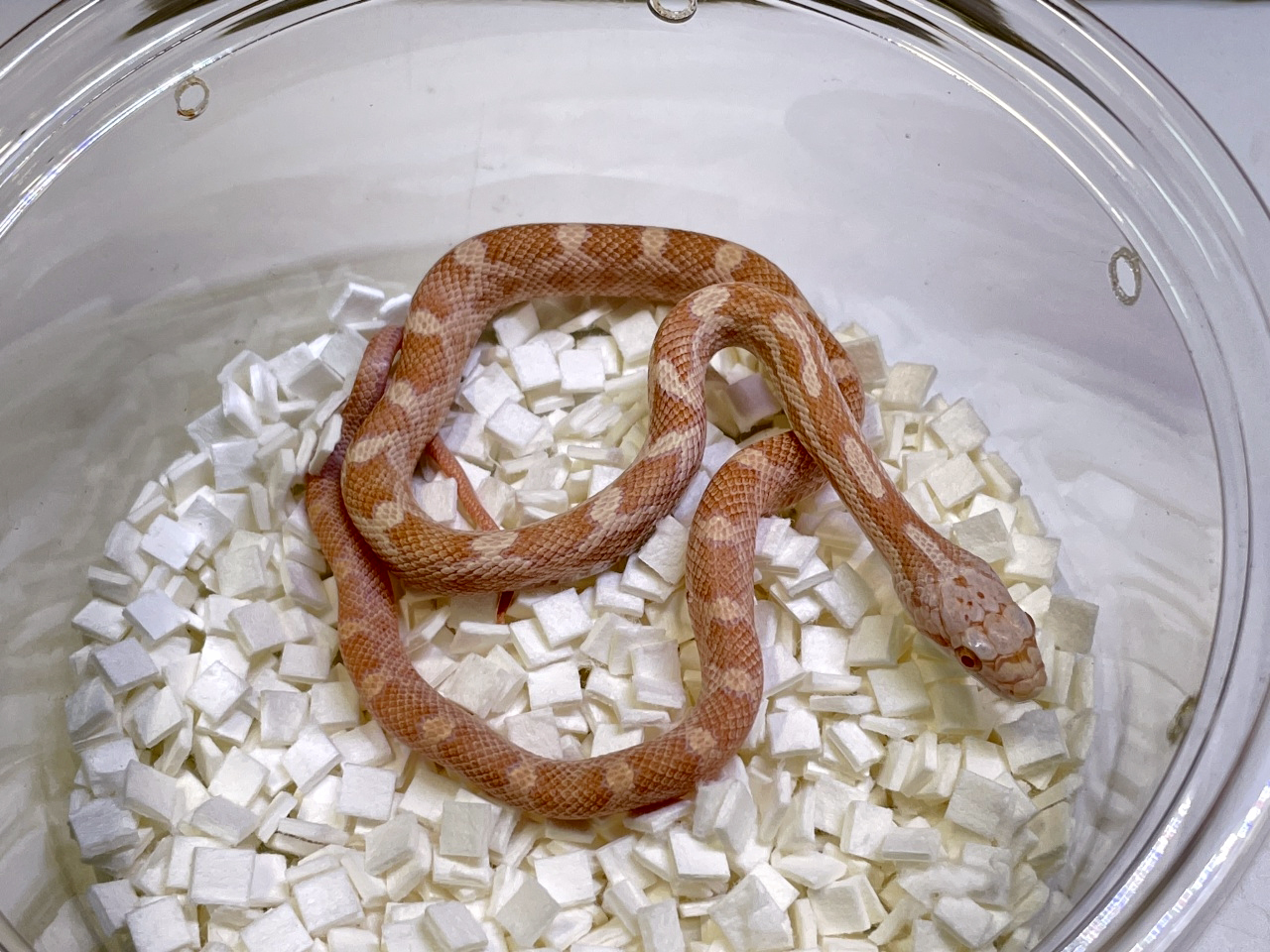 ブラックラットスネーク(9)