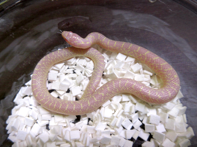 スペックルドキングスネーク(3)