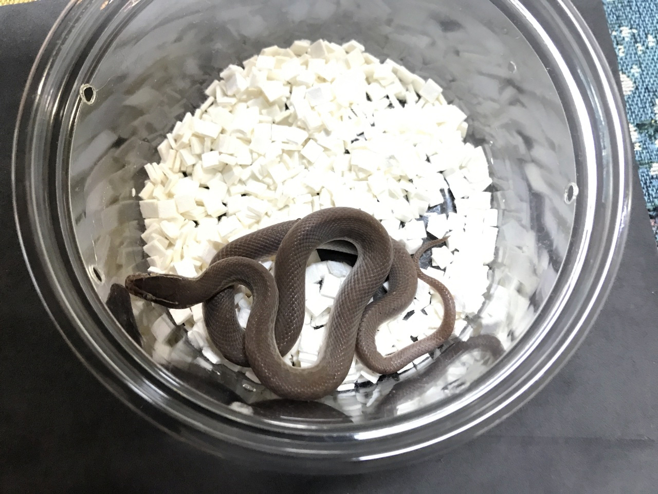 アフリカンハウススネーク(1)