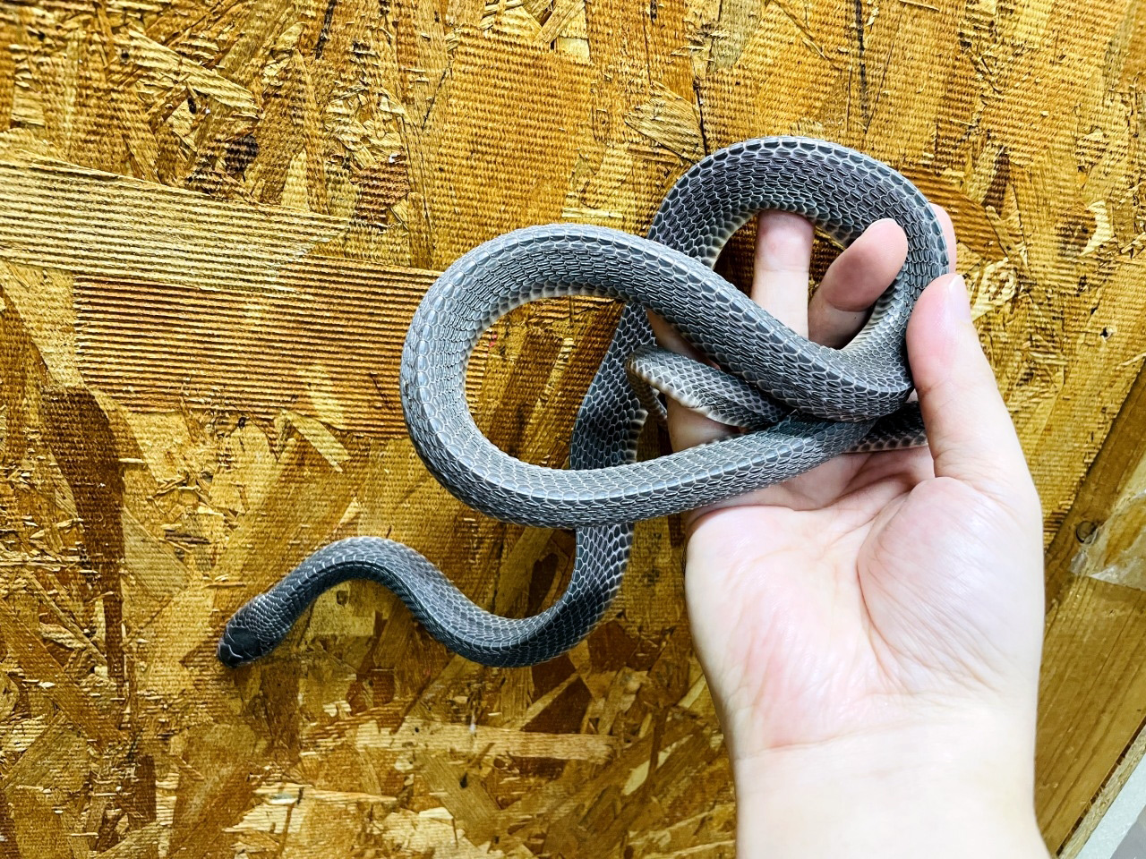 クロスサンカクヘビ(2)