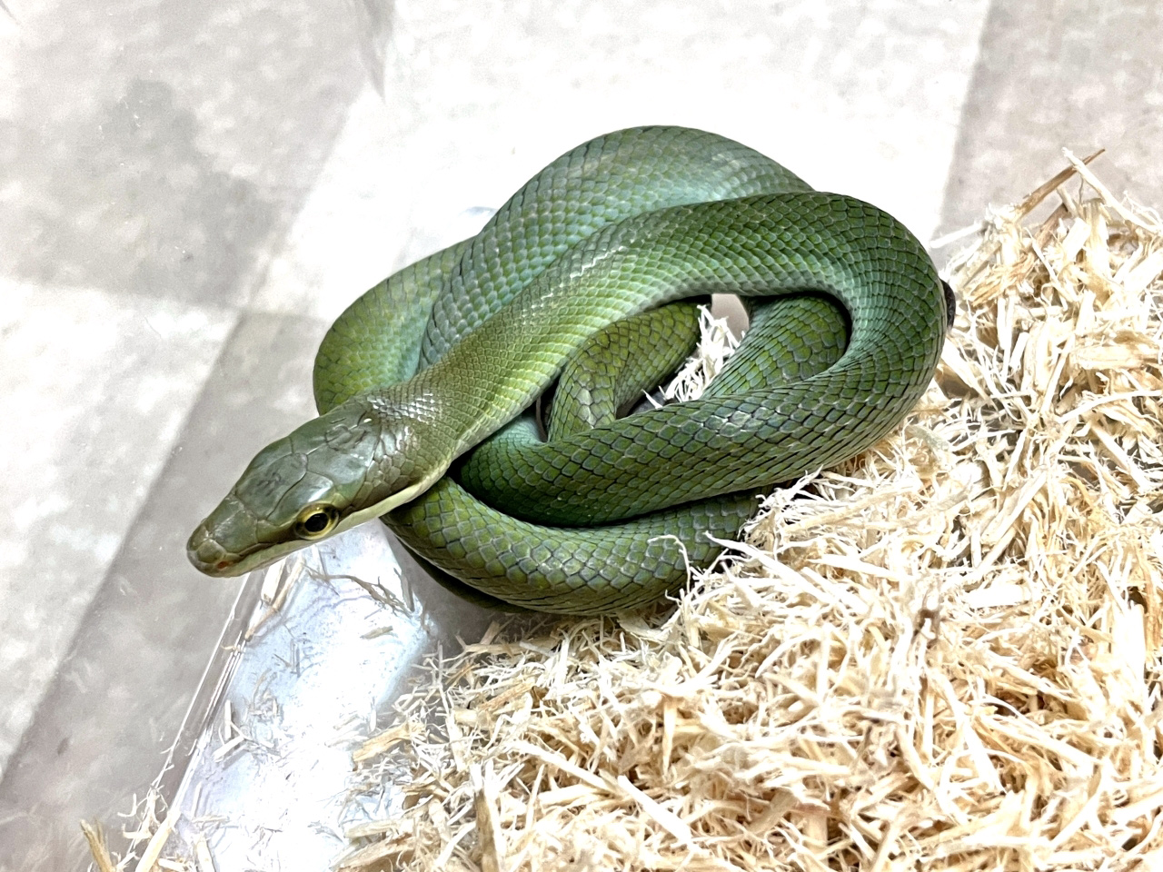 ホソツラナメラ(7)