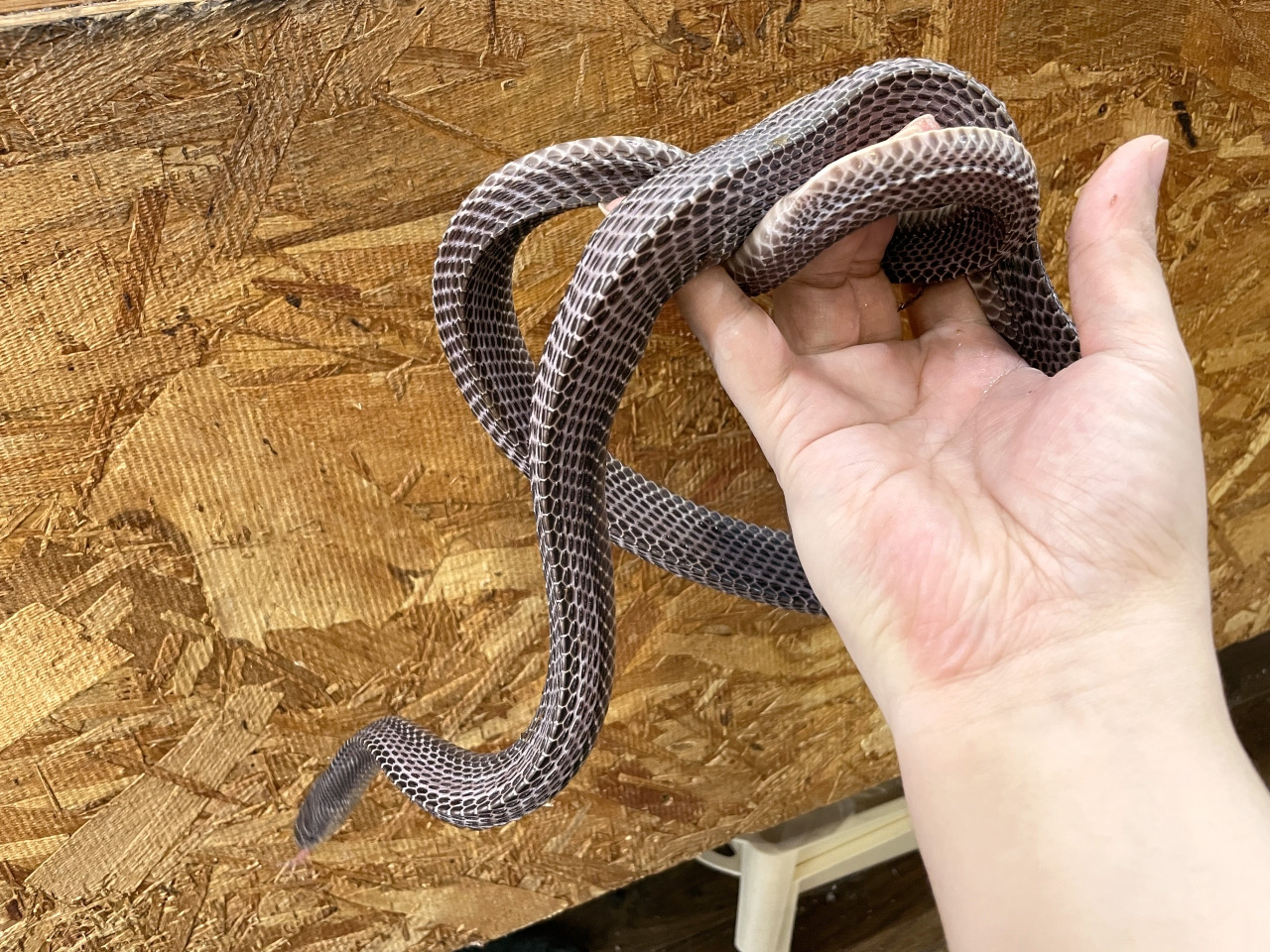 クロスサンカクヘビ(4)