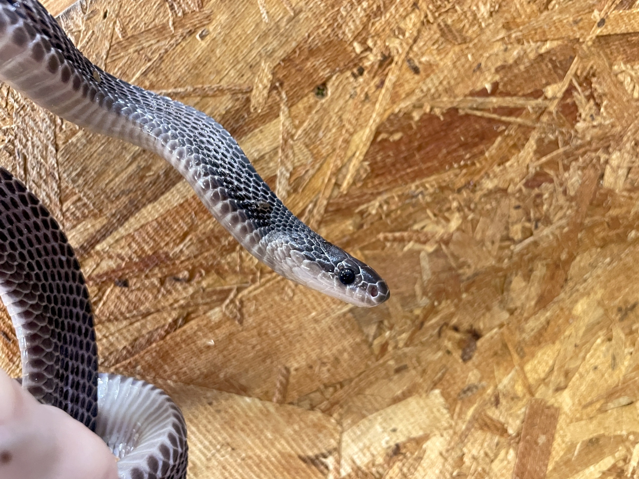 クロスサンカクヘビ(5)