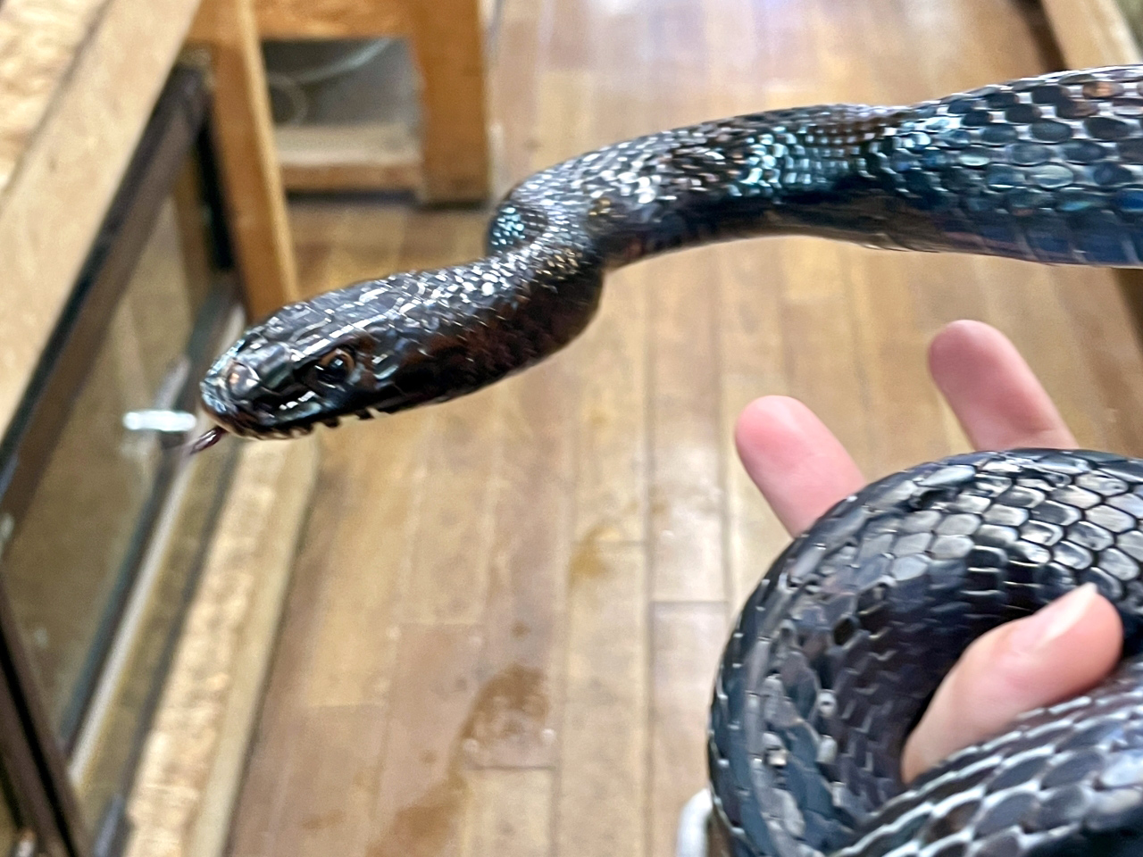 ミナミオオレーサー(4)