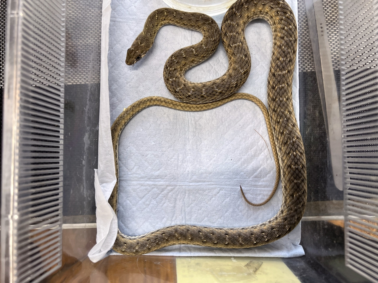 モンペリエヘビ(4)