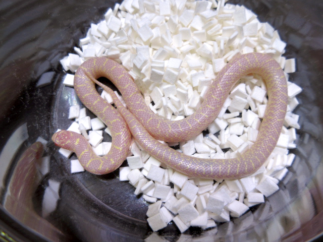 スペックルドキングスネーク(5)