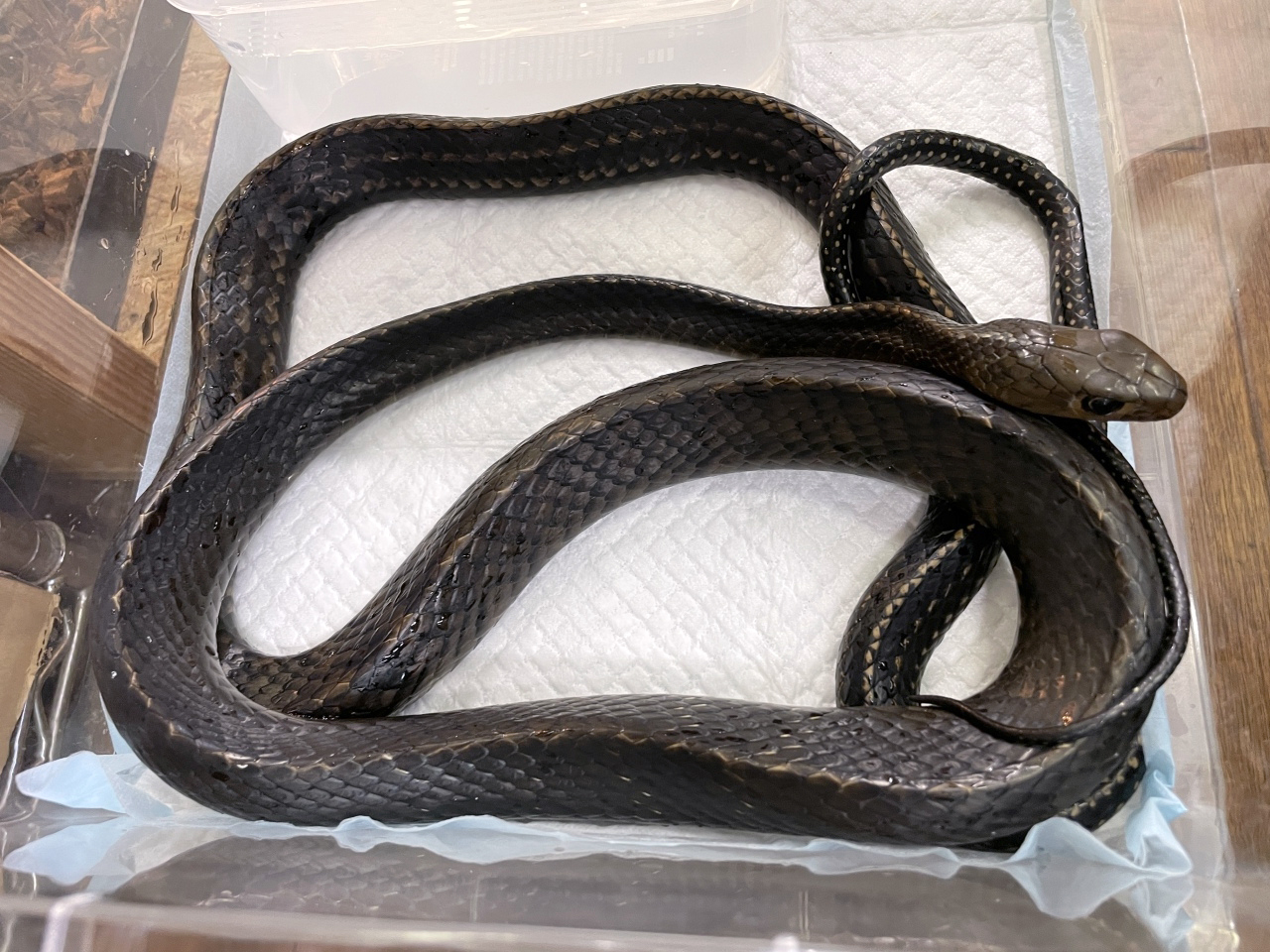 オオカサントウ(1)