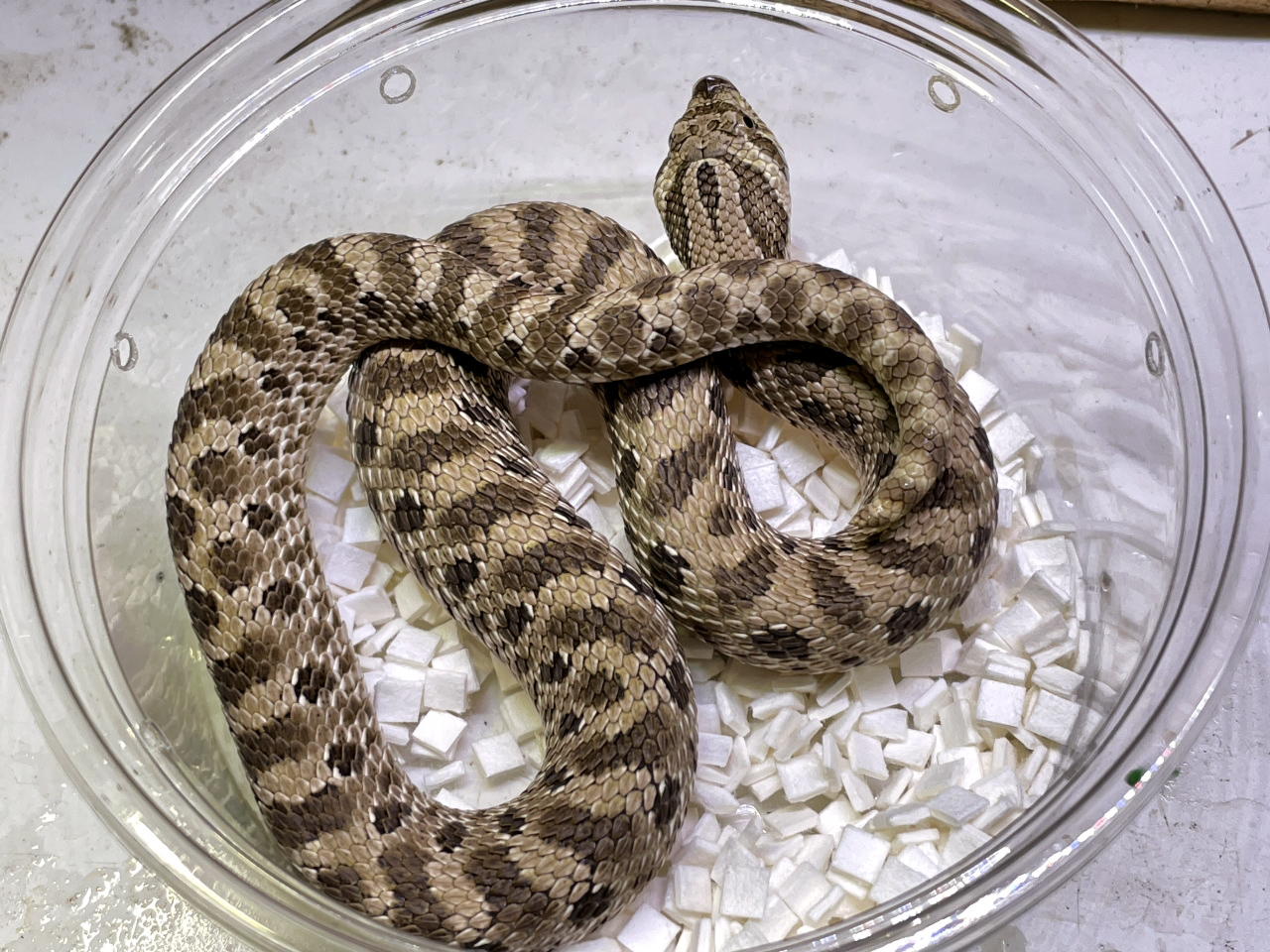 セイブシシバナヘビ(6)