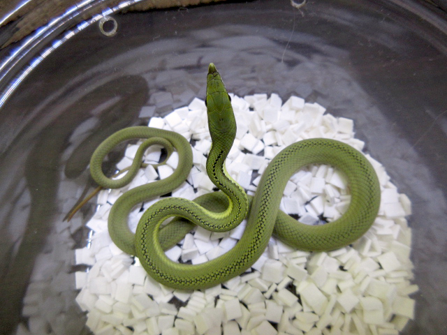 バロンコダマヘビ(9)