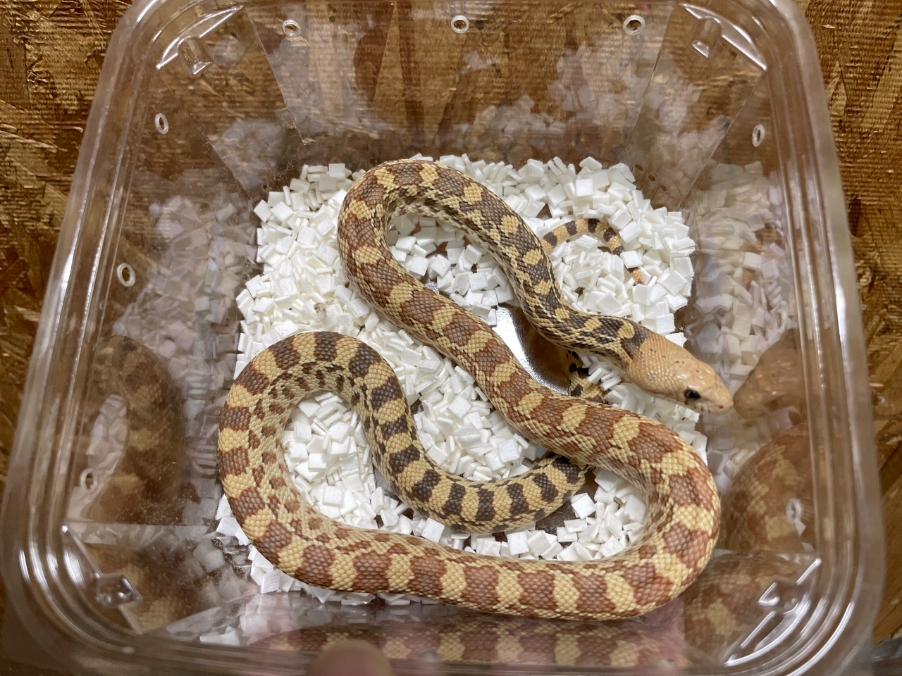 ブルスネーク(6)