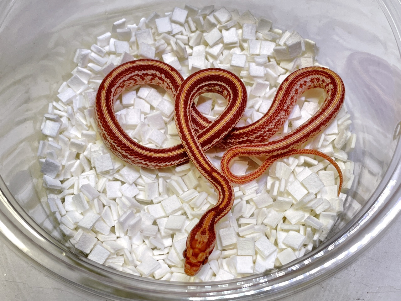 コーンスネーク(6)