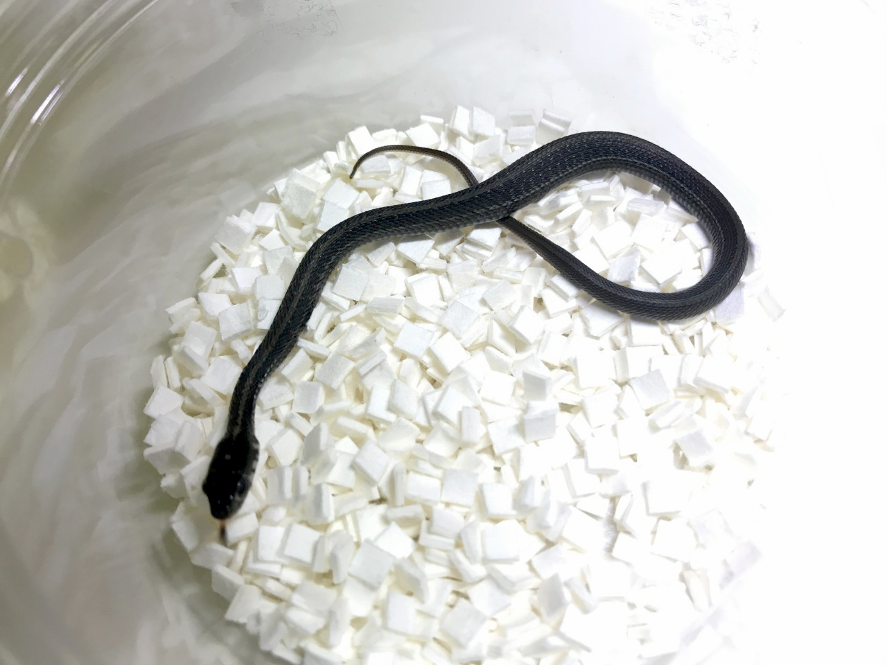 クィッツェオガーダースネーク(2)