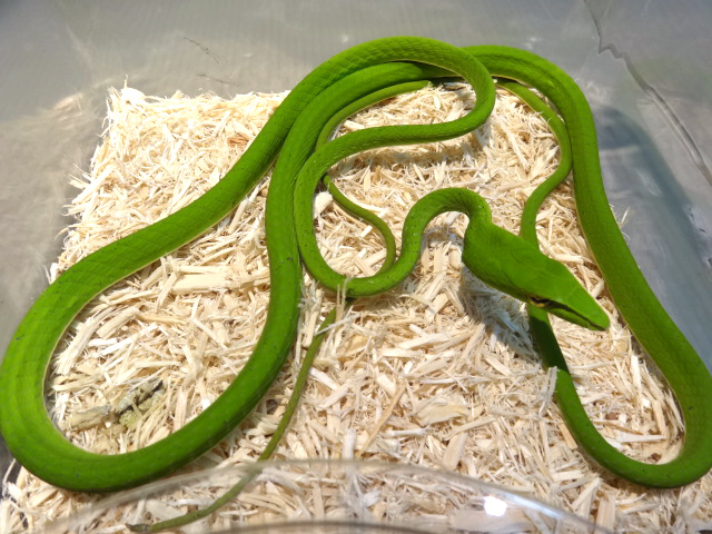 オオアオムチヘビ(4)