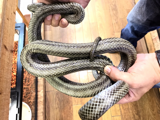 アオダイショウ ナミヘビ他図鑑 アオダイショウ ナミヘビ他図鑑