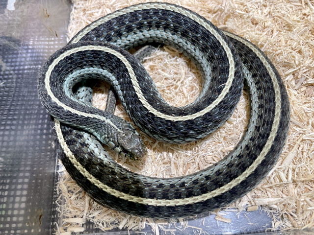 ガラガラヘビ様 ガラガラヘビ属 - Wikipedia