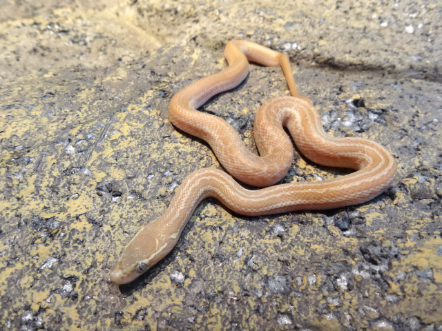 アフリカンハウススネーク(10)