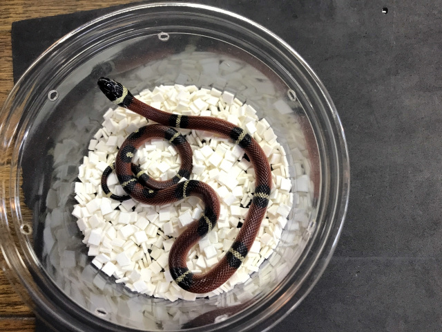 シナロアミルクスネーク