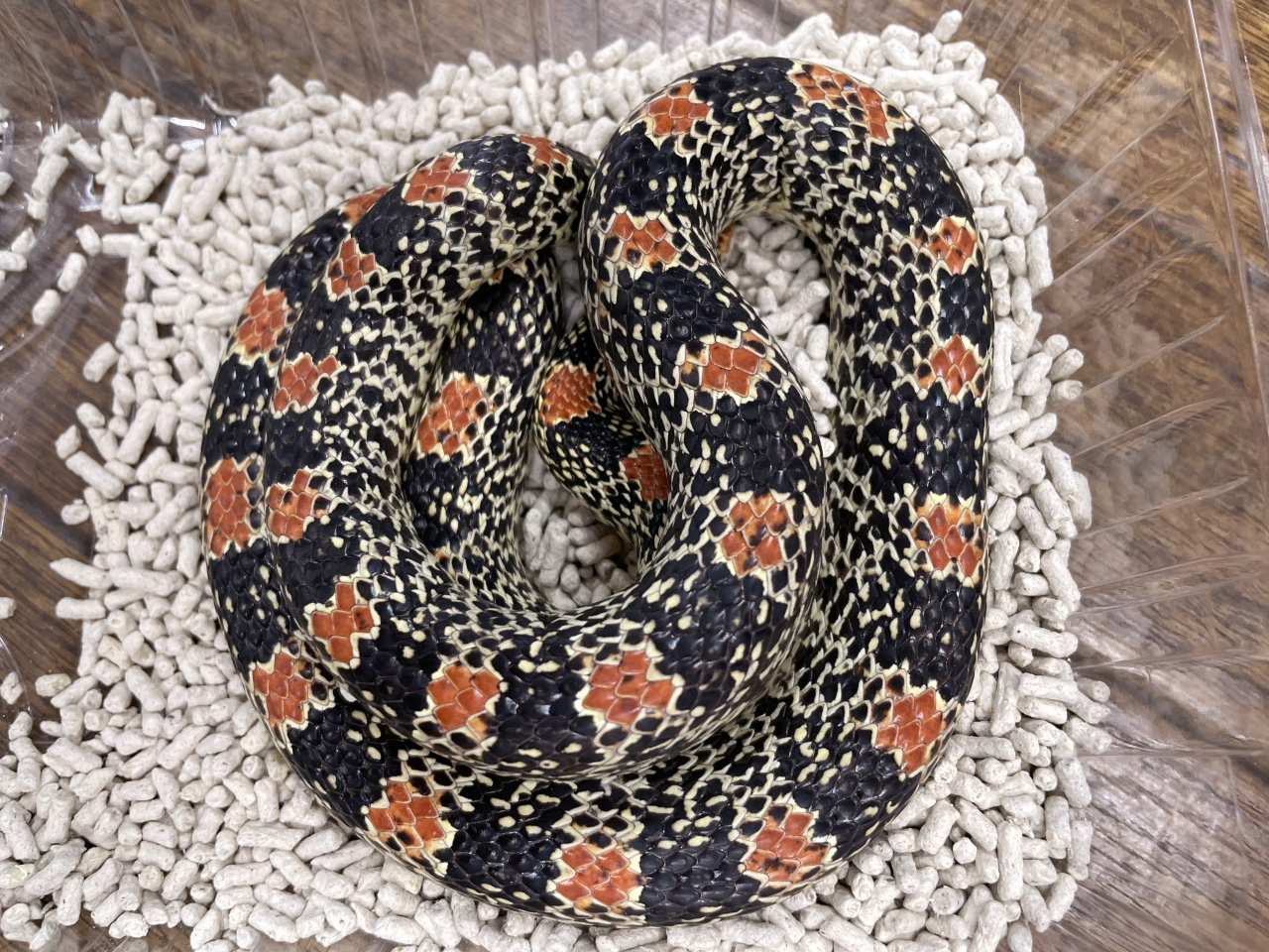 テキサスハナナガヘビ(1)