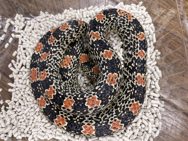 テキサスハナナガヘビ