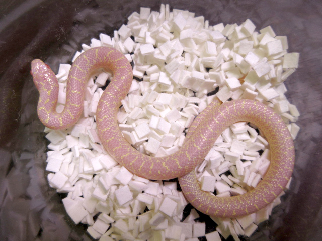 スペックルドキングスネーク(4)