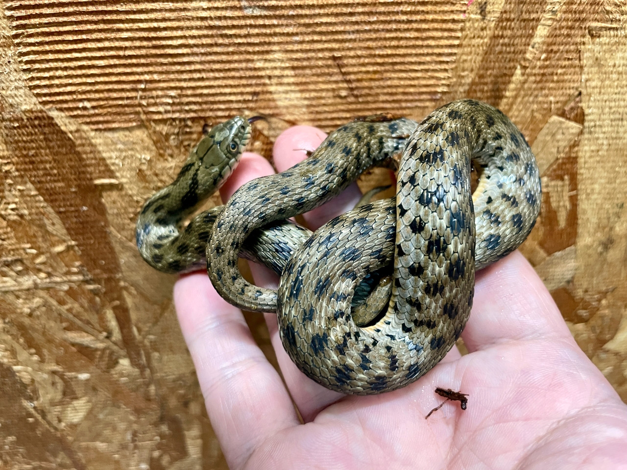 ダイスヤマカガシ(2)