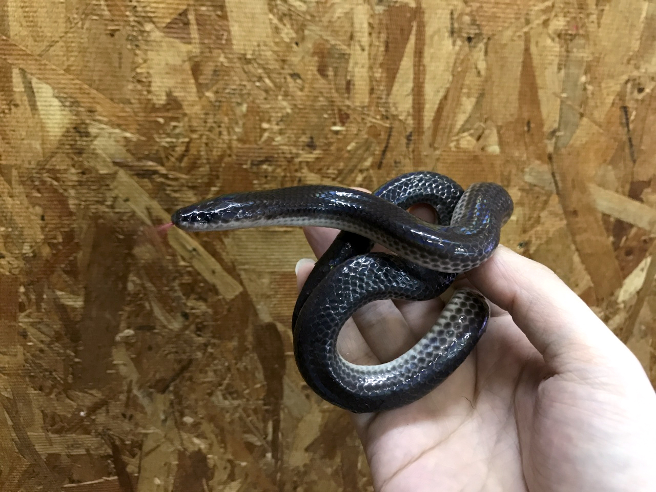 サンビームヘビ(6)