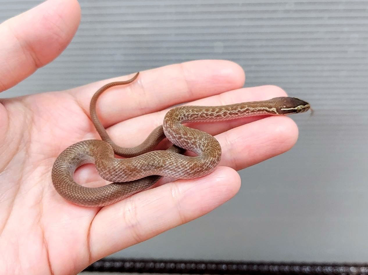 ケープハウススネーク(3)