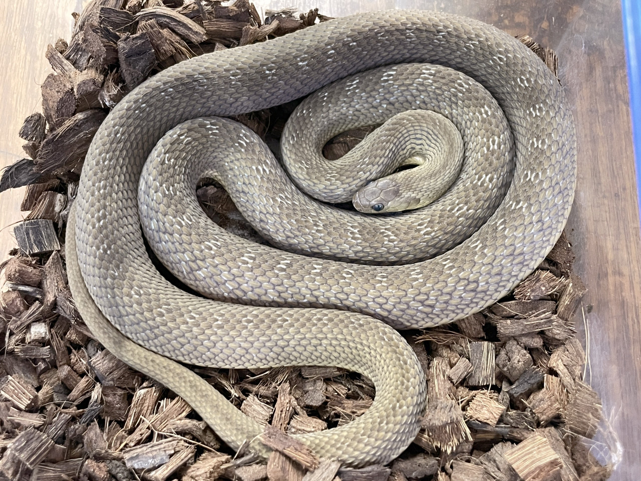 ミドリタマゴヘビ(11)